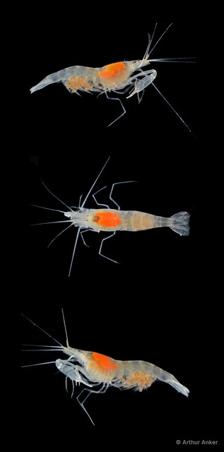 Salmoneus alpheophilus • © Arthur Anker • All Rights Reserved