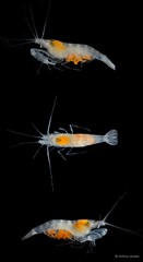Salmoneus alpheophilus • © Arthur Anker • All Rights Reserved