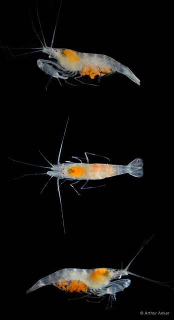 Salmoneus alpheophilus