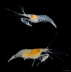 Salmoneus alpheophilus • © Arthur Anker • All Rights Reserved