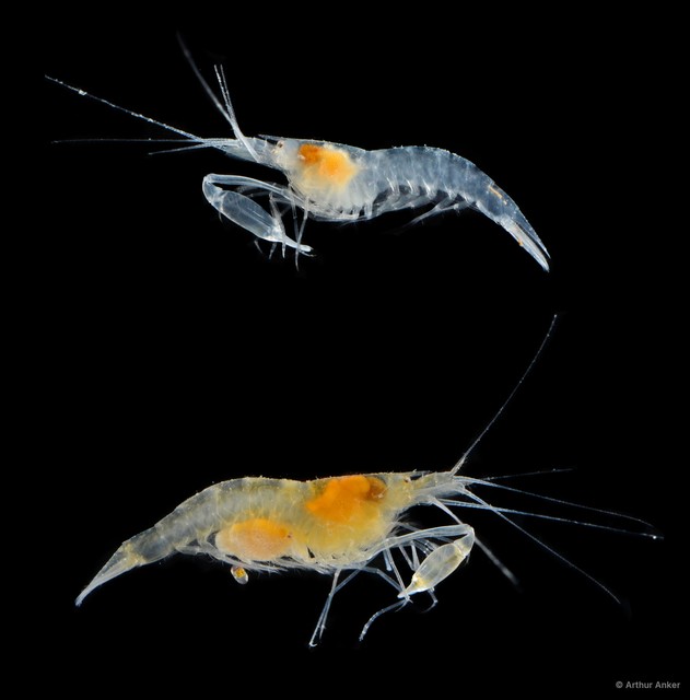 Salmoneus alpheophilus