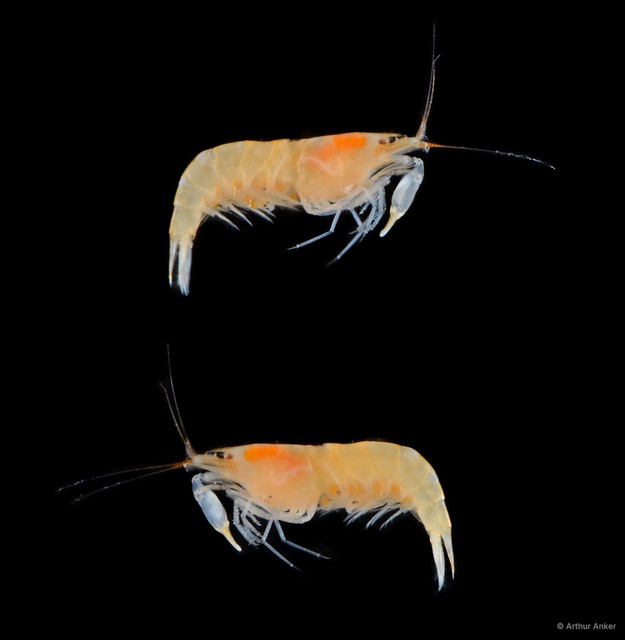 Salmoneus serratidigitus • © Arthur Anker • All Rights Reserved