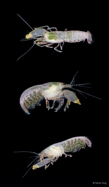 Synalpheus sp. "5215TB1-011" • © Rene Ong • All Rights Reserved