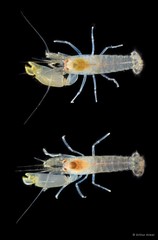 Synalpheus sp. "cf. hastilicrassus"