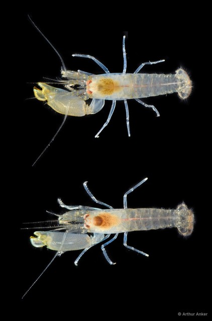 Synalpheus sp. "cf. hastilicrassus" • © Arthur Anker • All Rights Reserved