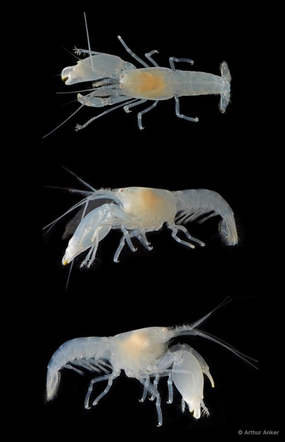 Synalpheus sp. "SIN-043" • © Arthur Anker • All Rights Reserved