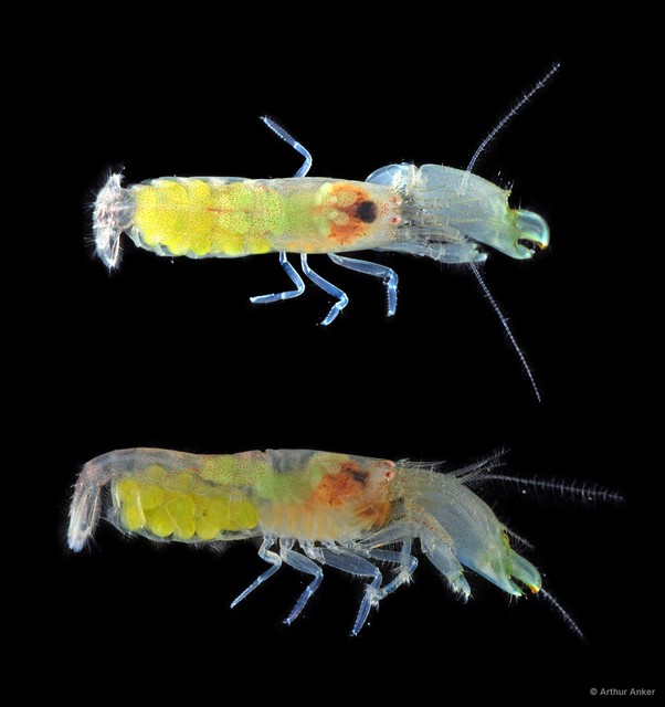 Synalpheus bituberculatus • © Arthur Anker • All Rights Reserved