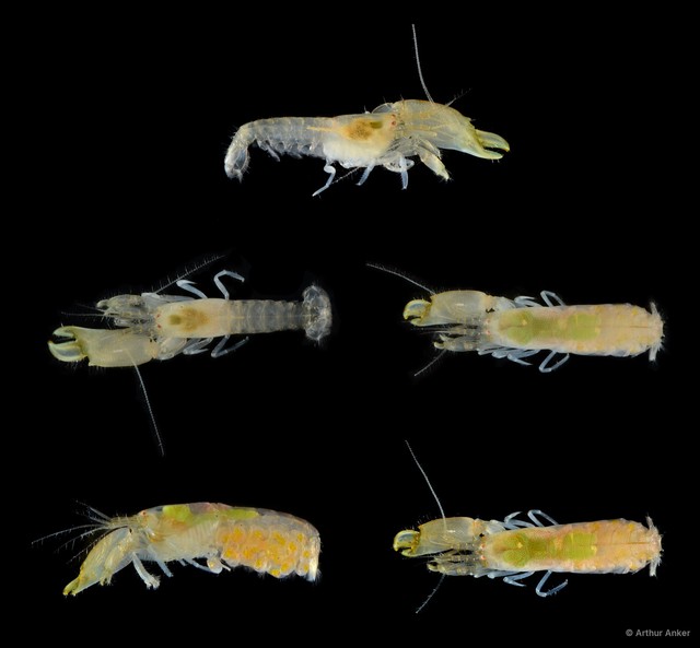 Synalpheus bituberculatus