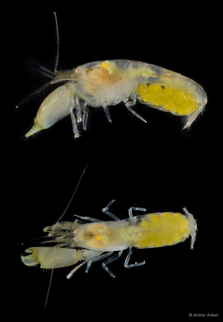 Synalpheus bituberculatus