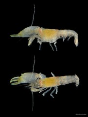 Synalpheus bituberculatus • © Arthur Anker • All Rights Reserved