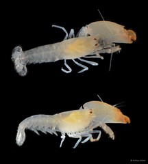 Synalpheus coutierei • © Arthur Anker • All Rights Reserved