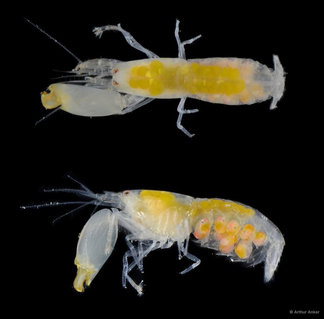 Synalpheus coutierei