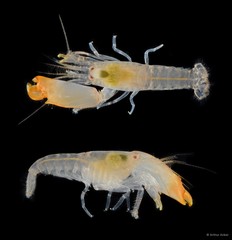Synalpheus fossor • © Arthur Anker • All Rights Reserved