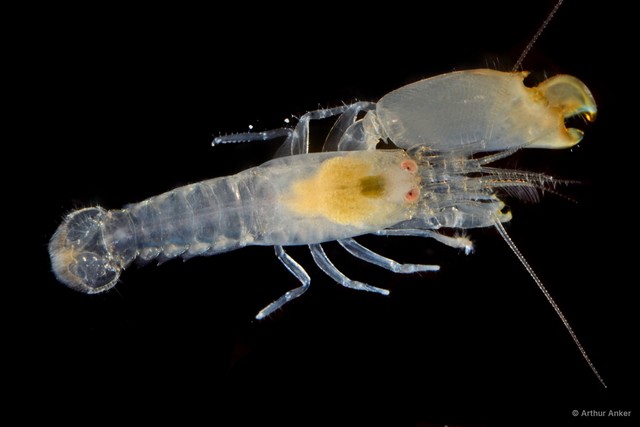 Synalpheus fossor