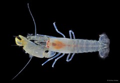 Synalpheus hastilicrassus • © Arthur Anker • All Rights Reserved