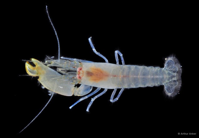 Synalpheus hastilicrassus