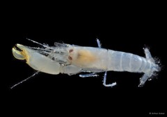 Synalpheus hastilicrassus • © Arthur Anker • All Rights Reserved