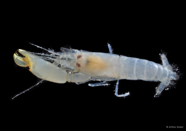 Synalpheus hastilicrassus