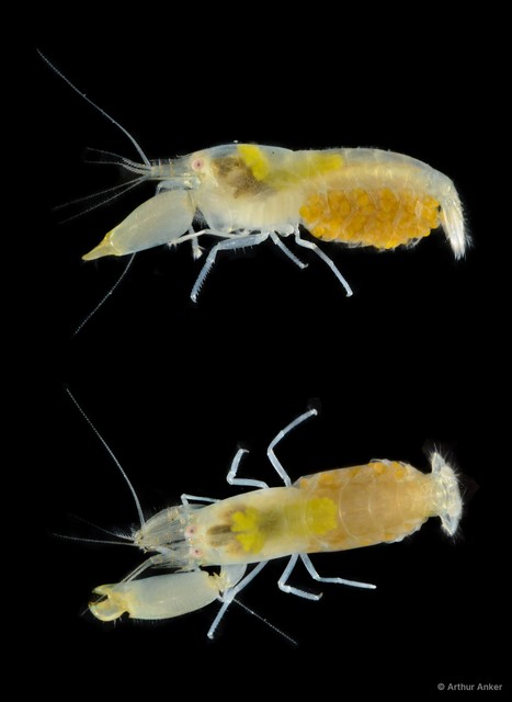 Synalpheus hastilicrassus