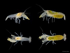 Synalpheus hastilicrassus • © Arthur Anker • All Rights Reserved