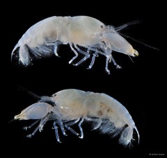 Synalpheus iocasta • © Arthur Anker • All Rights Reserved