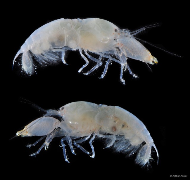 Synalpheus iocasta • © Arthur Anker • All Rights Reserved