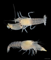 Synalpheus iocasta • © Arthur Anker • All Rights Reserved