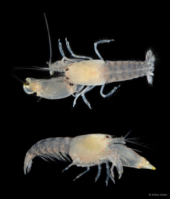 Synalpheus iocasta