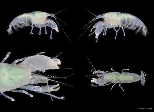 Synalpheus neomeris • © Arthur Anker • All Rights Reserved