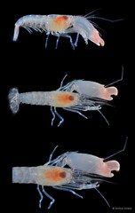 Synalpheus quadrispinosus • © Arthur Anker • All Rights Reserved