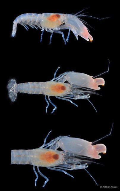 Synalpheus quadrispinosus • © Arthur Anker • All Rights Reserved