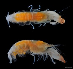 Synalpheus quadrispinosus • © Arthur Anker • All Rights Reserved