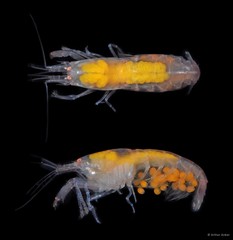 Synalpheus quadrispinosus • © Arthur Anker • All Rights Reserved