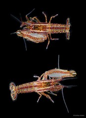Synalpheus stimpsonii • © Arthur Anker • All Rights Reserved