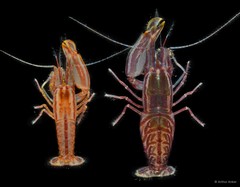 Synalpheus stimpsonii • © Arthur Anker • All Rights Reserved