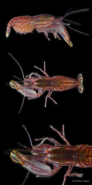 Synalpheus stimpsonii