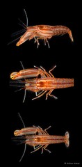 Synalpheus stimpsonii • © Arthur Anker • All Rights Reserved