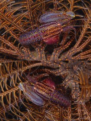 Synalpheus stimpsonii • © Arthur Anker • All Rights Reserved