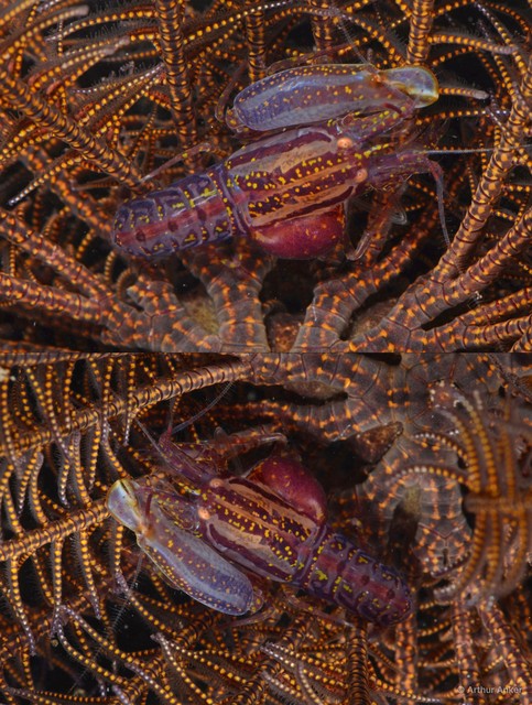 Synalpheus stimpsonii