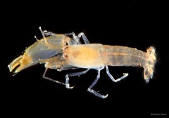 Synalpheus streptodactylus • © Arthur Anker • All Rights Reserved