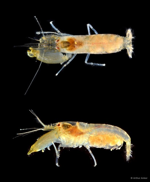 Synalpheus streptodactylus