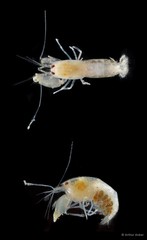 Synalpheus streptodactylus • © Arthur Anker • All Rights Reserved