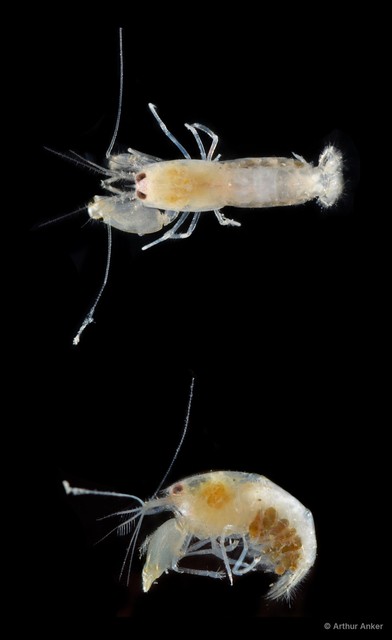 Synalpheus streptodactylus