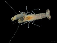 Synalpheus streptodactylus • © Arthur Anker • All Rights Reserved