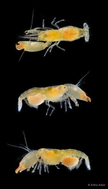 Synalpheus theano • © Arthur Anker • All Rights Reserved