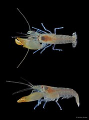 Synalpheus tumidomanus • © Arthur Anker • All Rights Reserved