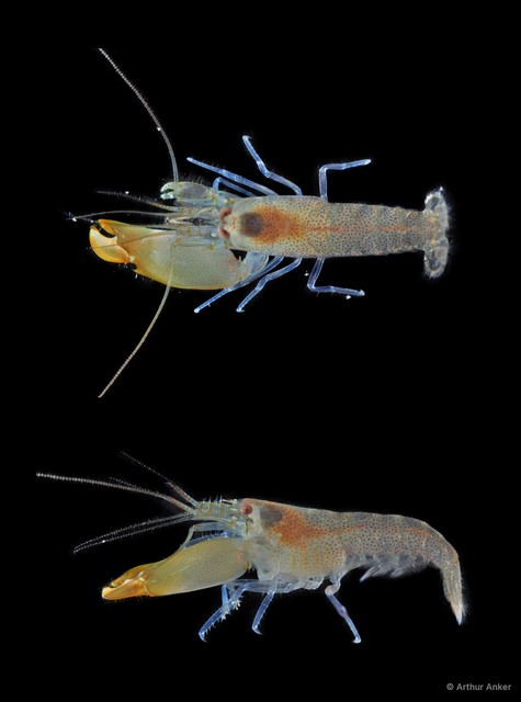 Synalpheus tumidomanus • © Arthur Anker • All Rights Reserved