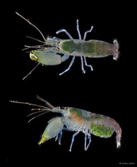Synalpheus tumidomanus • © Arthur Anker • All Rights Reserved