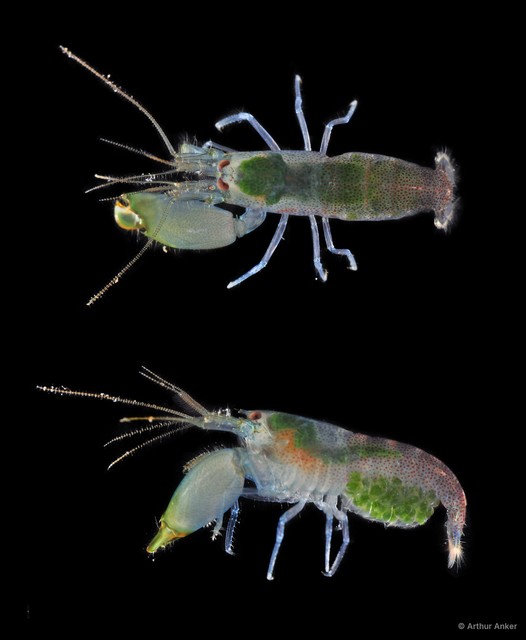 Synalpheus tumidomanus