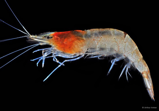 Caridina propinqua • © Arthur Anker • All Rights Reserved